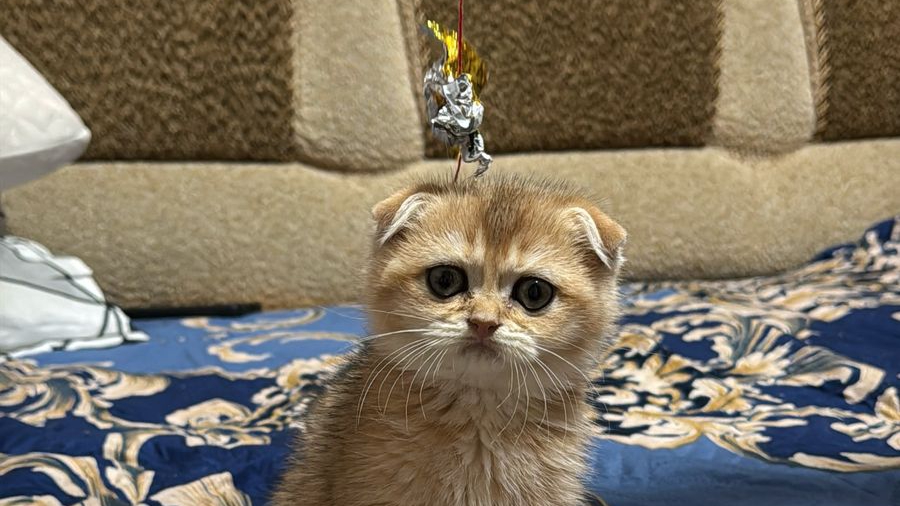 наша киска дома