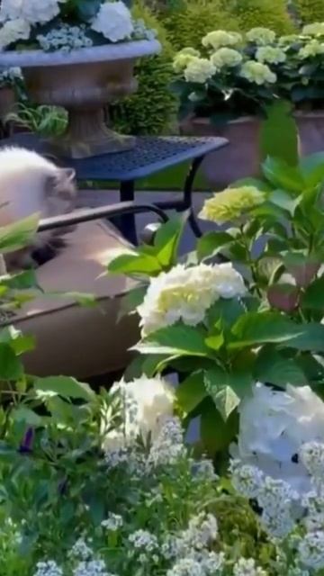 Сад белых гортензий#garden #гортензия #hortensia #гортензія #mac