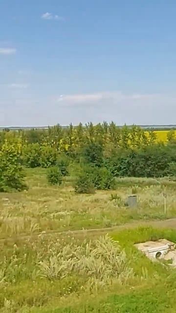 Проезжаем поля подсолнухов в Воронежской области.Лет?
