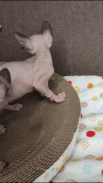 Котята канадского сфинкса