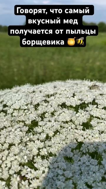 Говорят, что самый вкусный мед получается от пыльцы бо