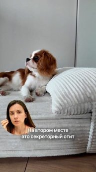 Кавалер Чарльз Спанель - Правда о породе и болезни