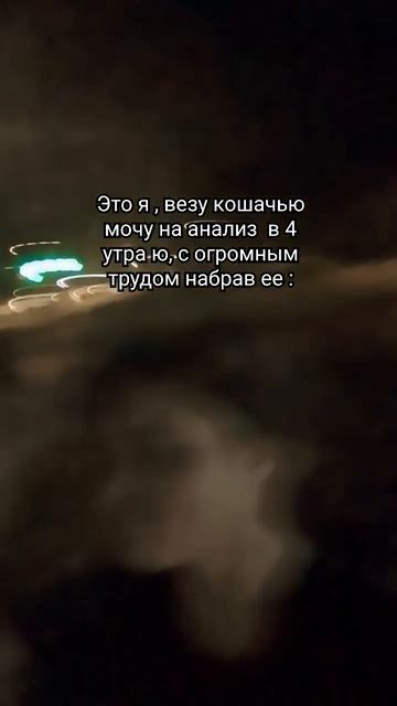 POV: мой кот болеет и не может нормально ходить в туалет
