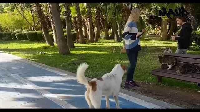 Кошки Против Собак. Самые Невероятные Случаи