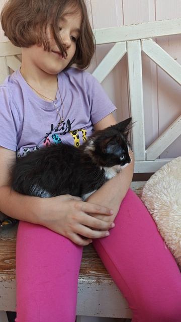 Котик манчкин доминантные голубые глаза