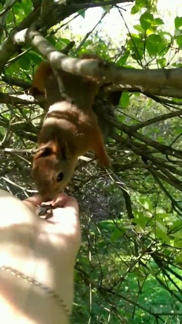 Белочка не стала кушать семечки/The squirrel did not eat the seeds #squi