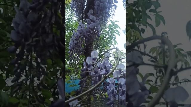 Бишкек 🇰🇬 Цветёт Глициния и Сирень 2 вида #кыргызста?