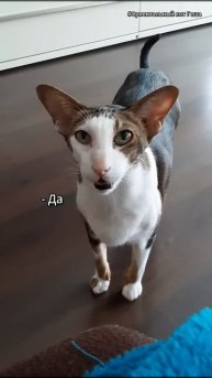 Верный перевод кошачьего языка