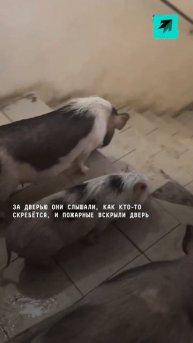 Минипигов из фильма «Ёлки» спасли из пожара в Балаших?