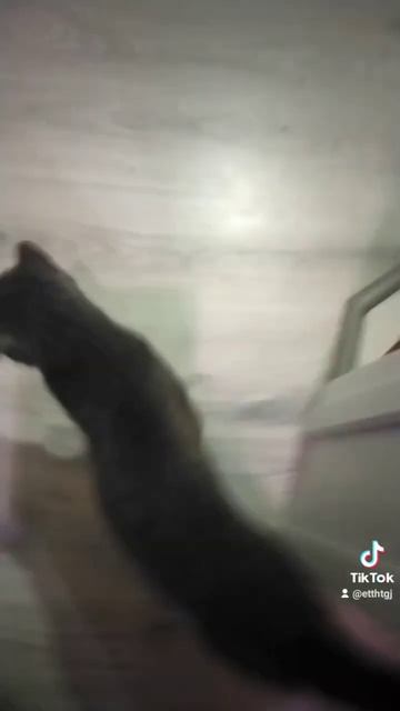 барбарис голоден🤯🤯