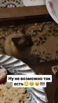 Не возможно так есть!! #животные #кот #юмор #еда