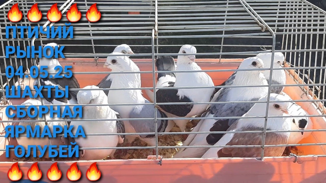 🔥🔥🔥 Птичий рынок в г.Шахты. Сборная ярмарка голубей. Pigeons Fair. Bird Market.