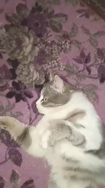 а у вас каким цвета глаз #cat #рекомендации