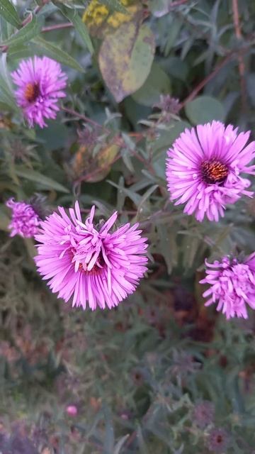 СЕНТЯБРИНКА !!! Flowers