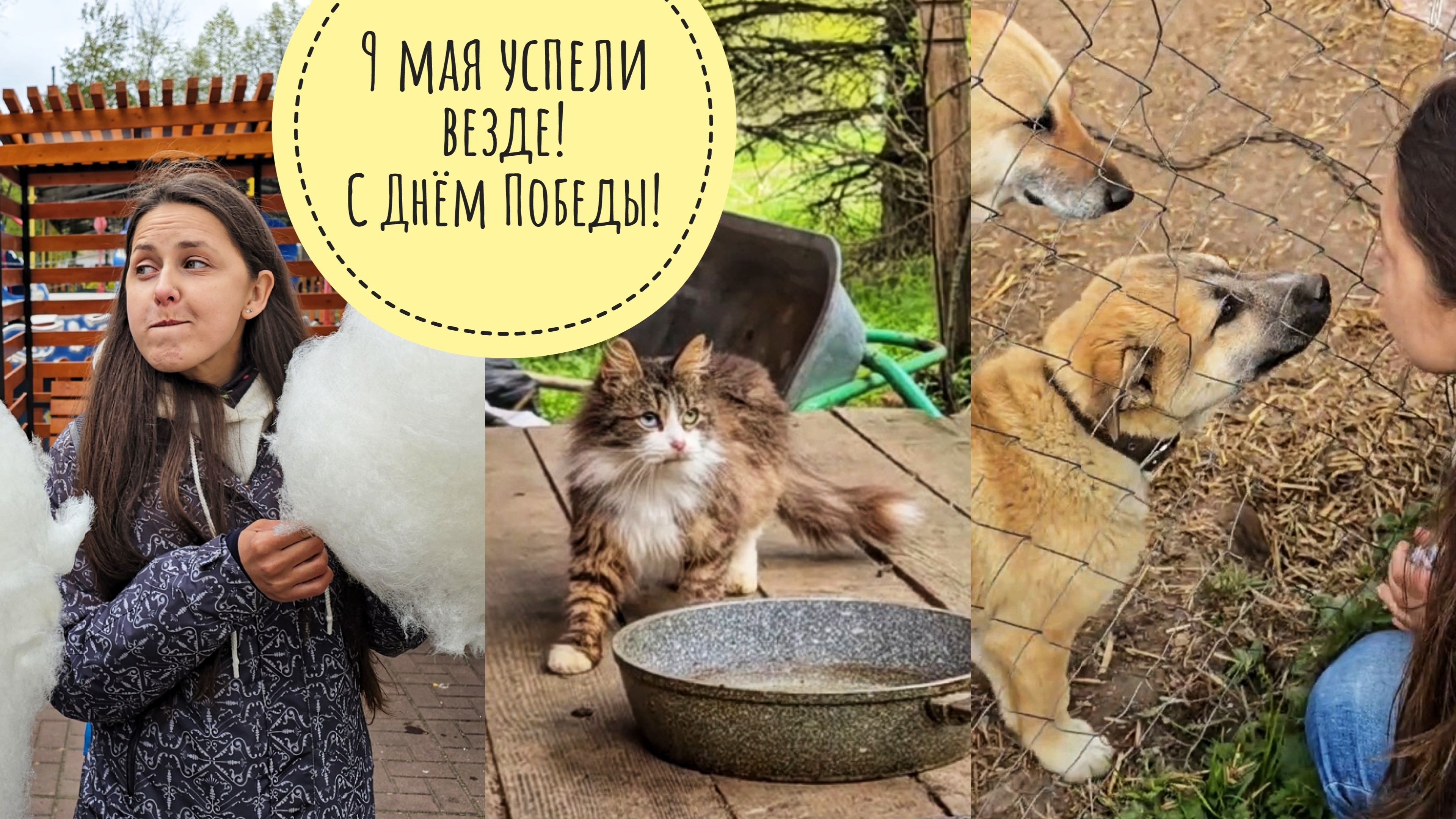 Отметили 9 мая в городе Вязьме, отвезли диким котикам корм, навестили оленей и щеночка