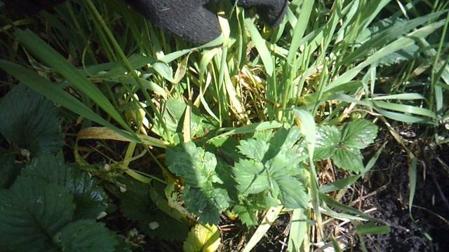 Использование механизированной прополки у нас затруднено. Поэтому пропалываю огород вручную.