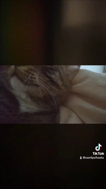 В дождь особенно хорошо быть хозяйкой кота 😋 Гулять н