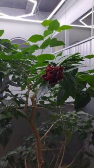 Цветочки распустились к 9 мая, с днём победы