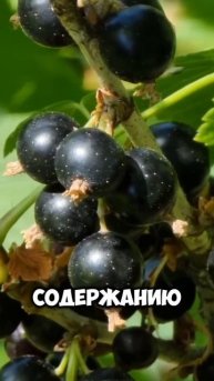 Что будет если есть смородину каждый день? #здоровье #р