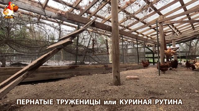 Куры несушки свободного выгула и их обычная куриная рутина – эпизод (261)