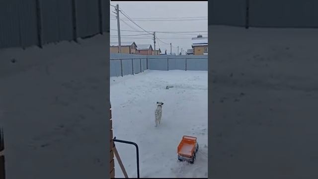 🌿 Наш спасённый из Турции пойнтер Бетти дома! Пост по?