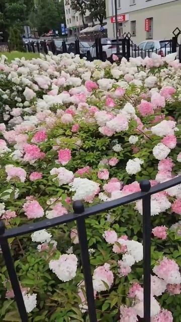 #hydrangeaflower #гортензия #садгортензий #hortensia #flower #hydrangealove #h