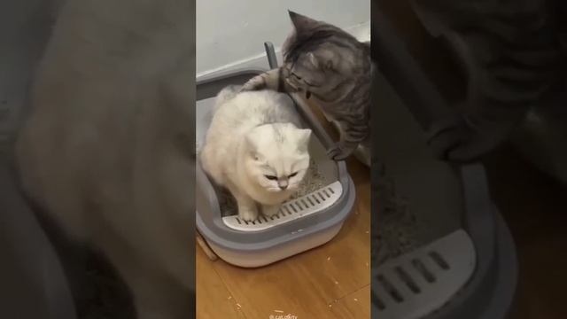 Соперники