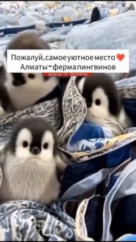 Ферма пингвинов правда или нет?) #пингвинята #пингвины