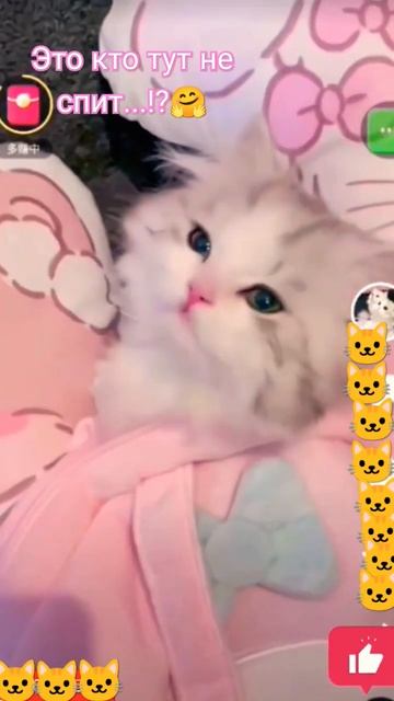 ЭТО КТО ТУТ НЕ СПИТ...⁉️🤗🐱🐾🐈🐾🐱🐾🐈❤️🎶лайк👍?