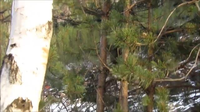 Белочки охотно общаются. Сибирские белки из заповедника _Столбы_.