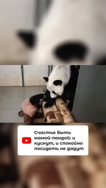 Счастье быть мамой-пандой: и куснут, и спокойно посиде?