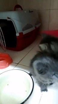 СРОЧНЫЙ ПРИСТРОЙ КОТЯТ