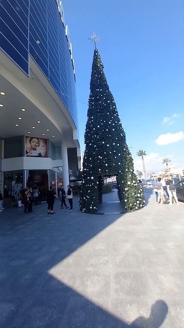 Новогодняя ёлка, ель, пальмы,  пальма,  Кипр, Лимасол, ск