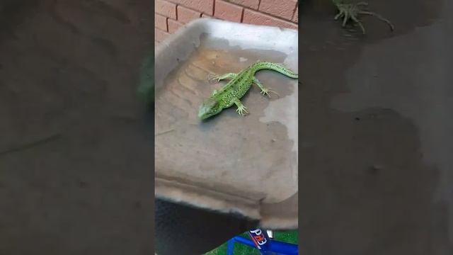 про ящерицу