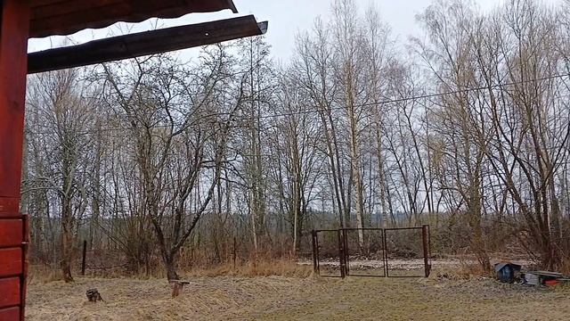 Отдых на даче в апреле. Звуки природы, релакс.🐦