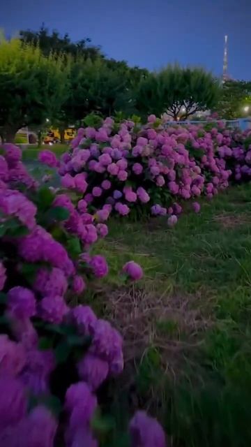 #fuji#japan #hydrangea#гортензия#garden #гортензія#flowers #park#jardin#shorts#?