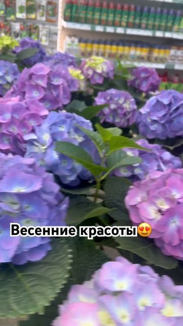 Зеленый остров #весна #цветы #красота #гортензии