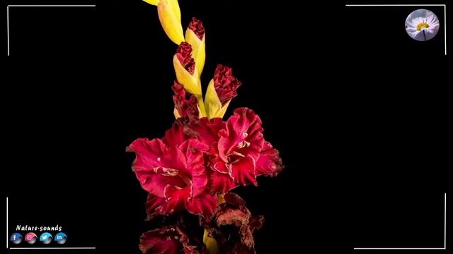 ПРОСТО НЕВЕРОЯТНАЯ МУЗЫКА!  Самая красивая мелодия в м