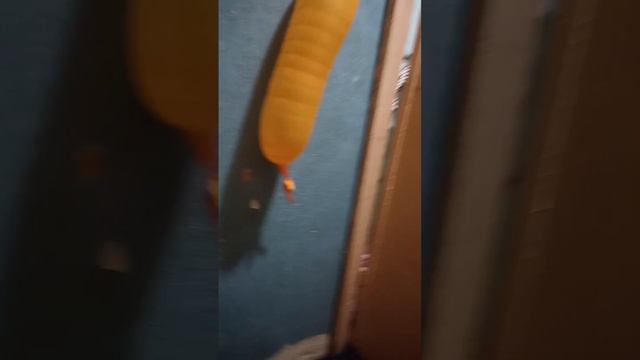 моя собака ест конфеты + шар магнит