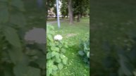 Неизвестные сорта Гортензий . Цветущие Гортензии в ав?