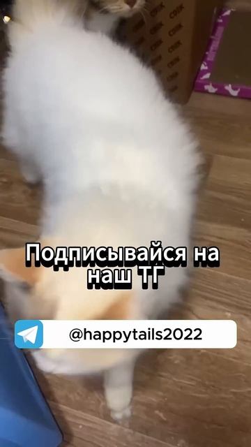 25 котов ПРИСМОТРИТЕСЬ! Может тут есть ваш друг?)