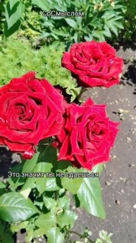 Главное быть добрым и помнить тебя любят #добро #жизнь