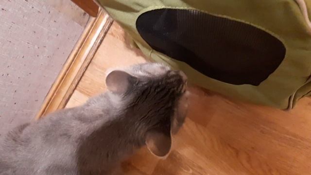 Алиса переезжает в новый дом ) Ведюша и Шама провожают