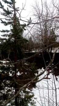 Прислушайтесь к Природе. Природу береги, люби, защищай