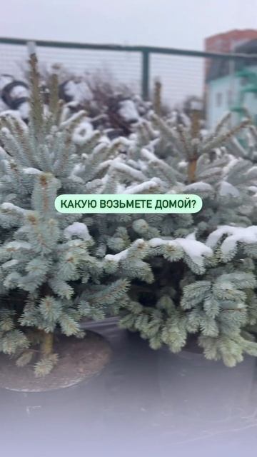 🎄Пишите, бронируйте, все размеры есть в наличии. Подб?