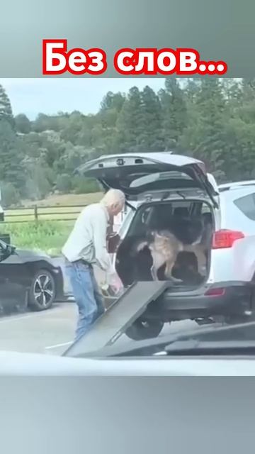 Это простое видео говорит о многом... #собака #любовь #т?