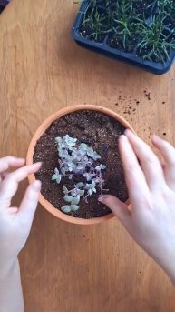 Каллизия розовая пантера #комнатныерастения #каллизи?