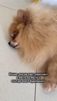Сколько часов в сутки спит Бася?