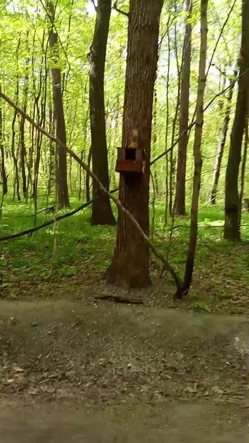 белочка