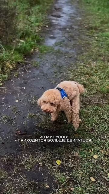 У кого есть собака ? #блог #питер #инстаблог